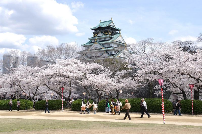 Hoa anh đào ở lâu đài Osaka Hoa anh đào ở lâu đài Osaka